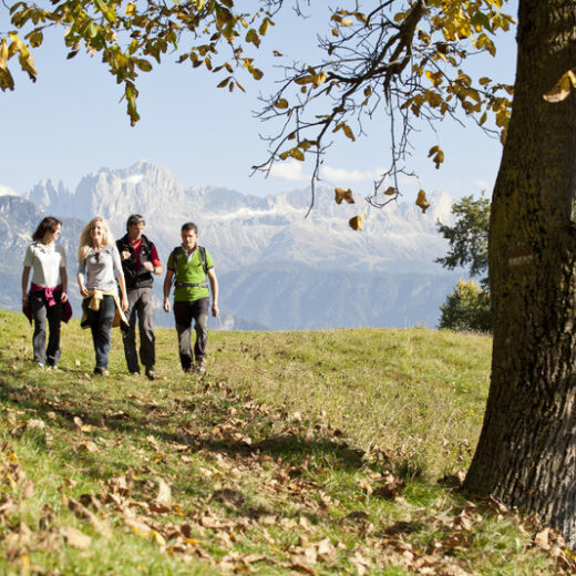 . Der farbenprächtige Herbst ist die ideale Jahreszeit für gemütliche Wanderungen bei milden Temperaturen, etwa am Rittner Keschtnweg in Signat mit Blick auf den Rosengarten.